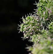 IMG_8225