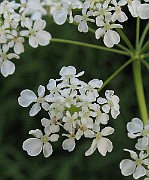 Anthriscus_silvestris2