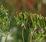 IMG_6183