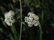 IMG_6185