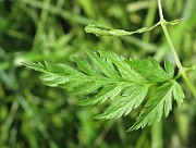IMG_6186