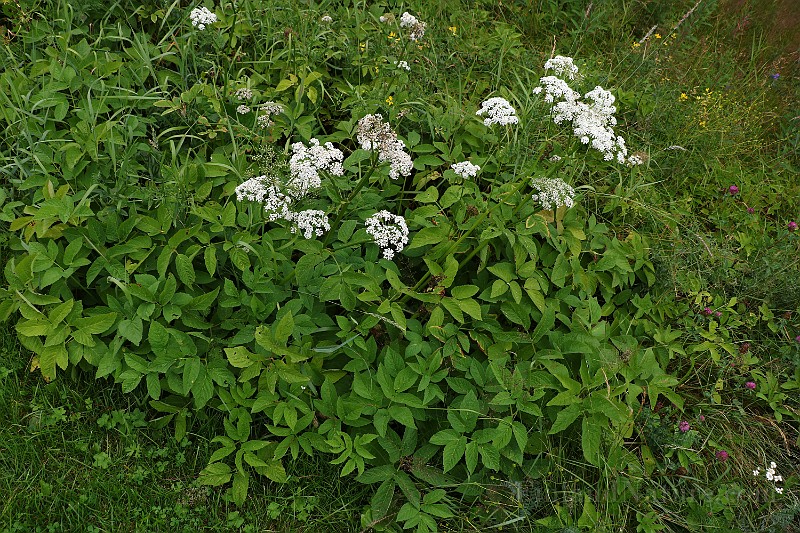 IMG_0350.JPG