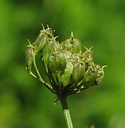 IMG_8037