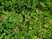 IMG_8038
