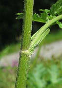 IMG_8042