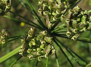IMG_9833