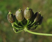 IMG_9834