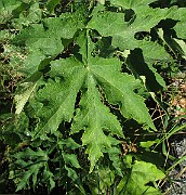 IMG_9836