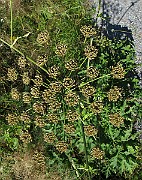 IMG_9838