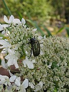 IMG_6931