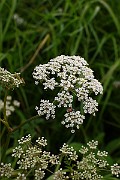 IMG_1909