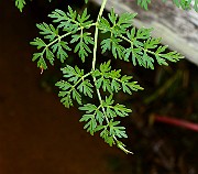 IMG_1914