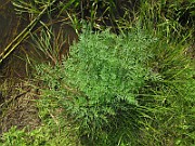 IMG_4457