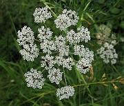 IMG_4786