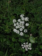 IMG_4788