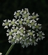 IMG_4789
