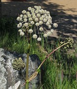 Angelica sylvestris