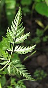 Anthriscus sylvestris