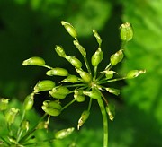 Peucedanum ostrunthium