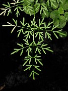 Peucedanum palustre