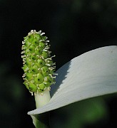 IMG_7688