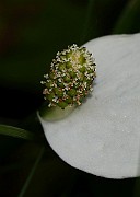 IMG_9847