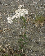 IMG_6325