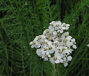 IMG_6596