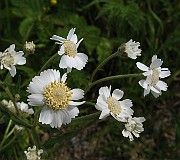 Achillea_ptarmica0