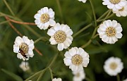 IMG_0779