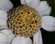 IMG_6524b