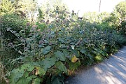 IMG_1926