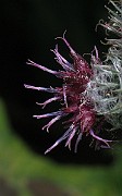 IMG_3549