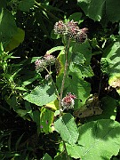 IMG_3550
