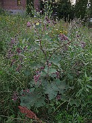 IMG_3814