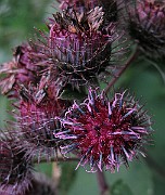 IMG_3815