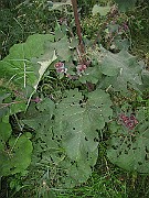 IMG_3816