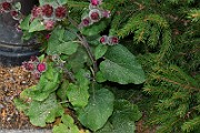 IMG_6912