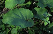 IMG_7234