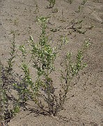 IMG_3955