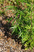 IMG_1300