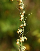 IMG_1302