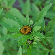 IMG_3720