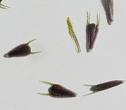 IMG_4435b