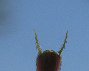 IMG_4437