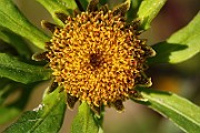 IMG_5787