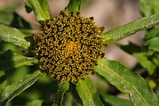 IMG_5788