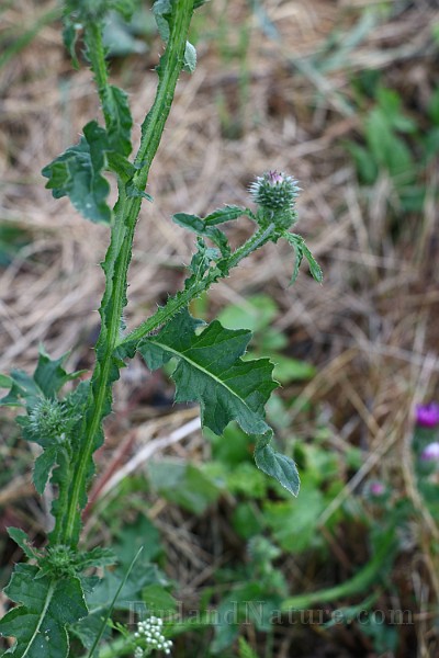 IMG_1089.JPG
