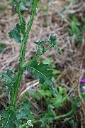 IMG_1089