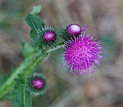 IMG_1091